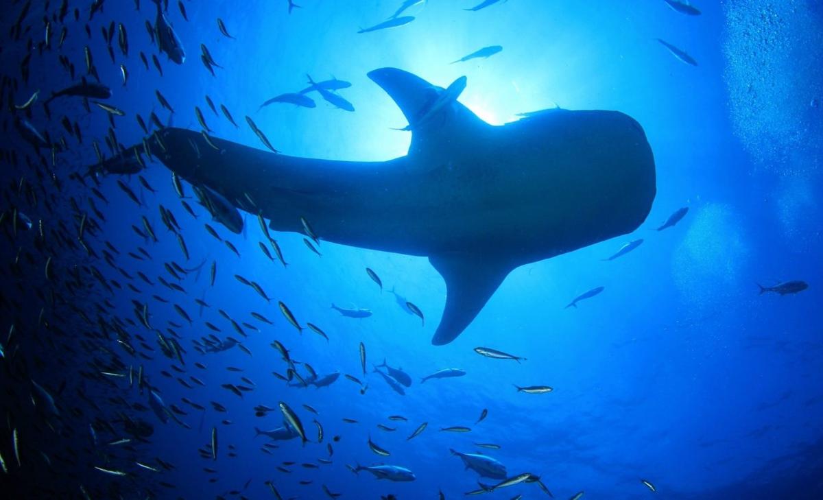 Shifting ocean color is pushing marine life toward the poles