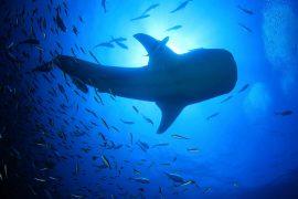 2025/06/Ocean-color-shift-1.jpg