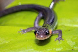 2025/06/Fossil-salamander.jpg