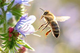 2025/06/Bees-meadows.jpg