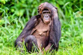 2025/06/Bonobo-expressions.jpg