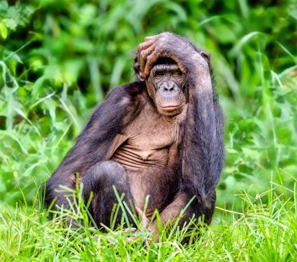 2025/06/Bonobo-expressions.jpg