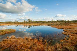 2025/06/Peatlands-Arctic.jpg
