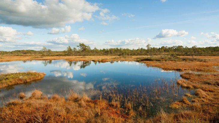 2025/06/Peatlands-Arctic.jpg