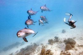 2025/06/dolphins_echolocation_see-with-sound_1m.jpg