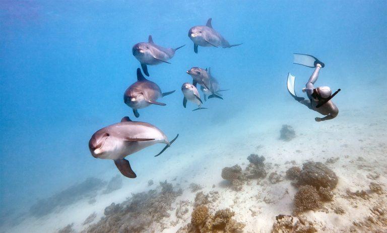 2025/06/dolphins_echolocation_see-with-sound_1m.jpg