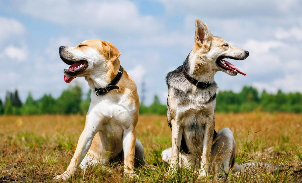 Dogs followed the first farmers through the Americas