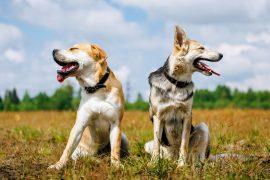 2025/06/Dogs-America.jpg