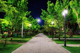 2025/06/City-light-plants.jpg