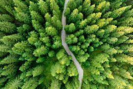 2025/06/Afforestation.jpg