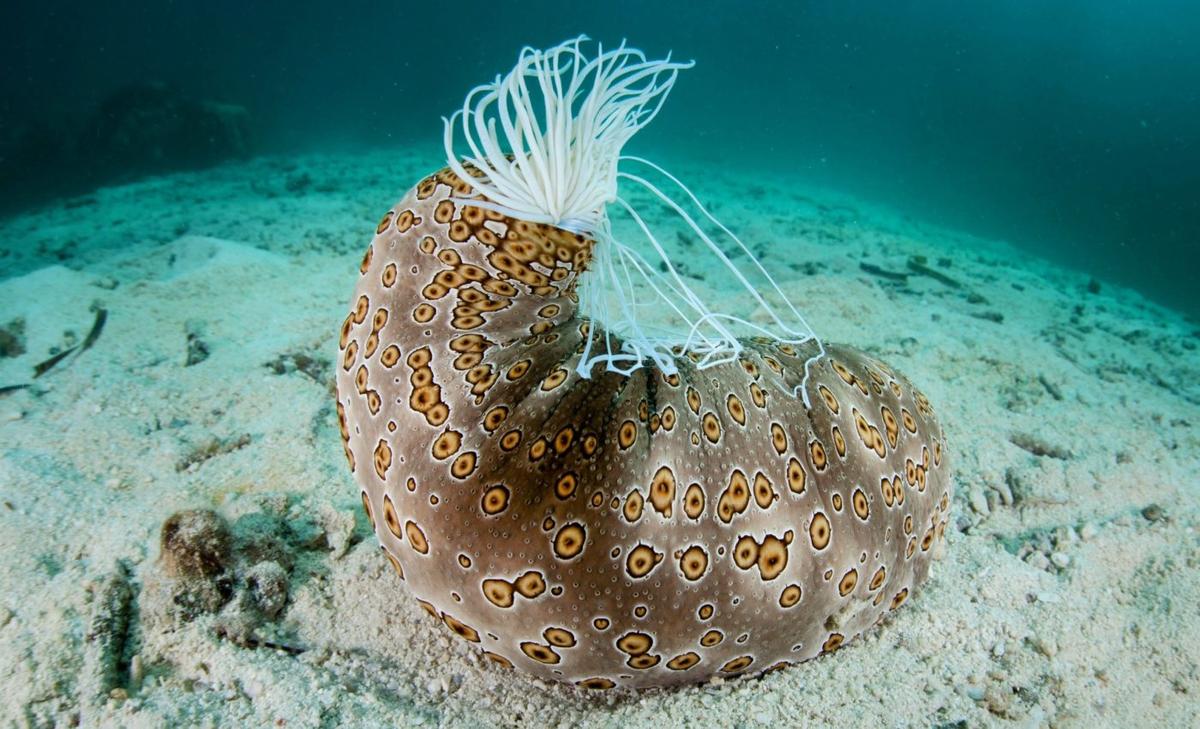 Parasitic snails are sneaking inside sea cucumbers