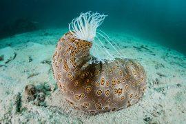 2025/06/Snail-sea-cucumber.jpg