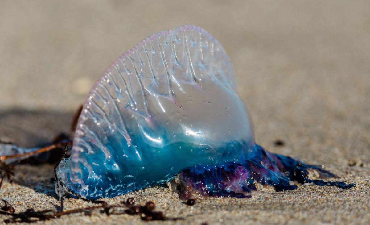 Scientists were shocked to find that bluebottles are not one species
