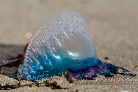 2025/06/bluebottle-species.jpg