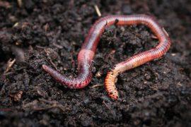 2025/06/earthworm-dna.jpg