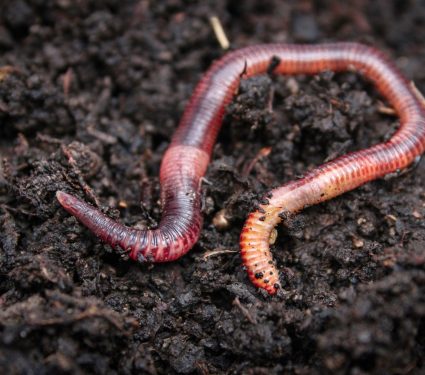 2025/06/earthworm-dna.jpg