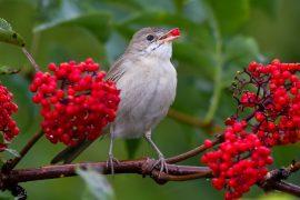 2025/06/Birds-sour3.jpg