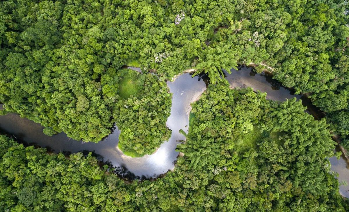 Climate change is disrupting how Amazon trees process sunlight