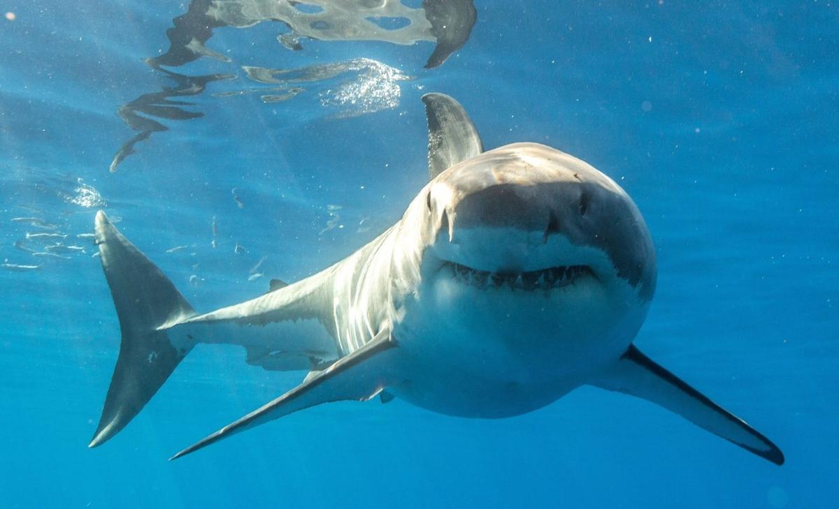 How the shark's body grows with geometric precision
