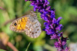 2025/06/Butterflies-evolution.jpg
