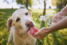 2025/06/heat-and-dogs.jpg
