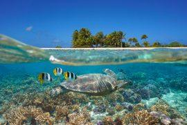 2025/06/ocean-carbon.jpg