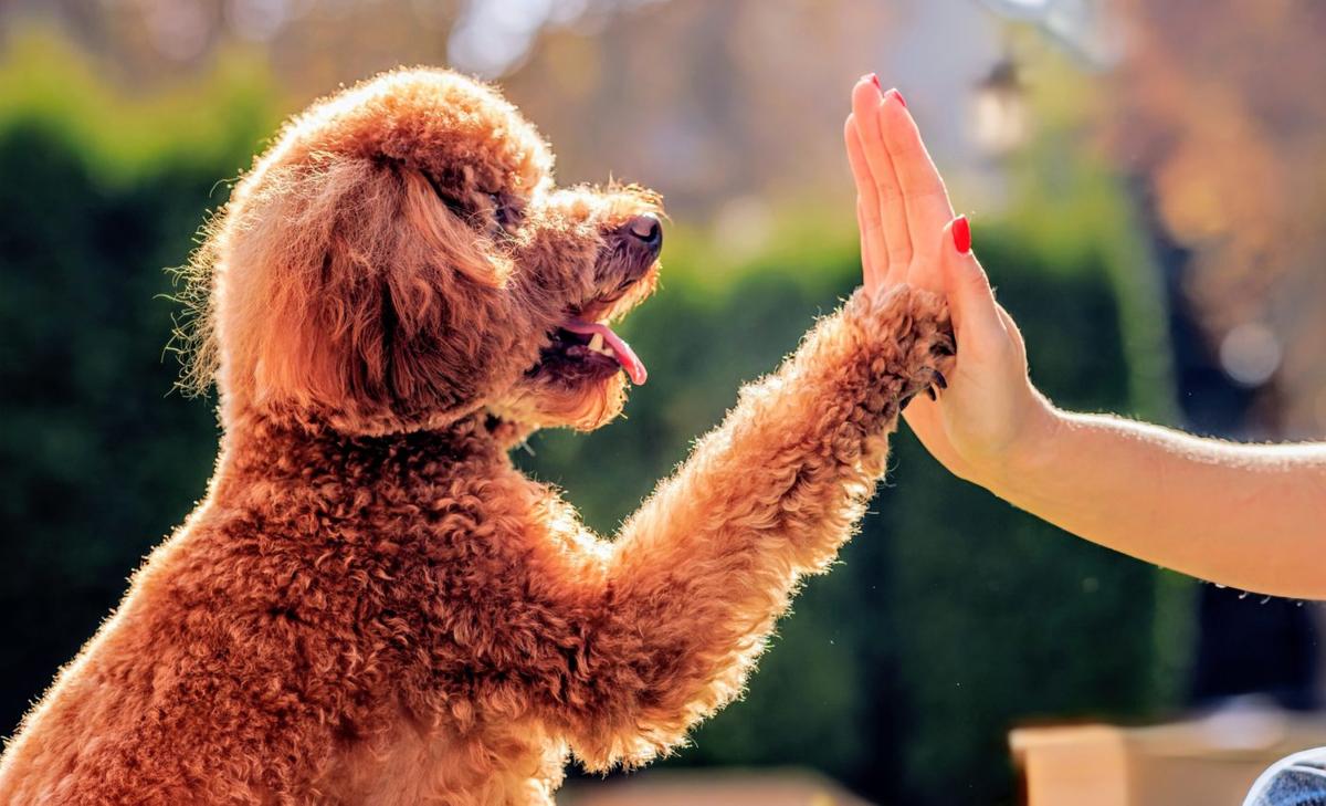 Digital therapy: Watching dog videos can reduce stress and anxiety