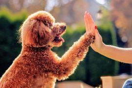 2025/06/Dogs-therapy-.jpg