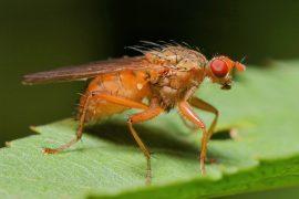 2025/06/Fruit-fly-organs.jpg