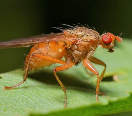 2025/06/Fruit-fly-organs.jpg