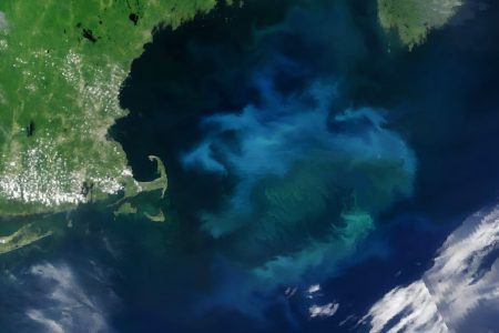 2025/06/Gulf-of-Maine-bloom.jpg