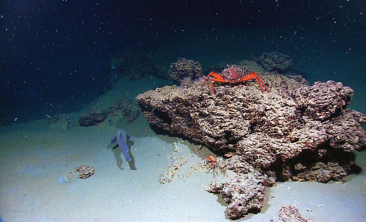 Tiny 'marine snow' particles in the oceans defy the laws of physics