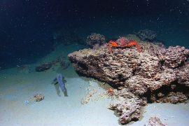 2025/06/marine-snow_ocean-floor_NOAA_1m.jpg