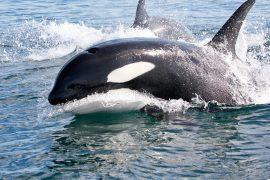 2025/06/Killer-whales-kelp.jpg
