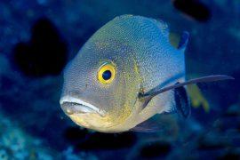 2025/06/Fish-tooth-1.jpg