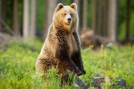 2025/06/Mammal-upright.jpg