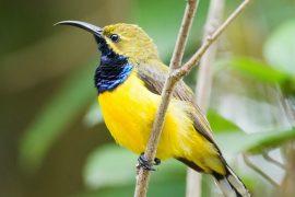 2025/06/Bird-species.jpg