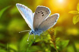 2025/06/Butterfly-species.jpg