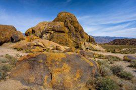 2025/06/desert-lichen.jpg