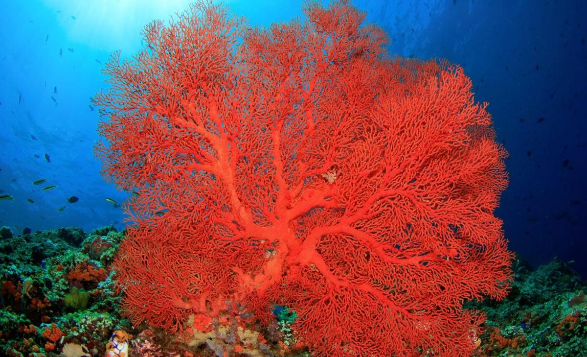 Scientists discover hidden hotspot where soft corals are thriving