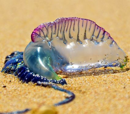2025/06/bluebottle_portuguese-man-o-war_1m.jpg