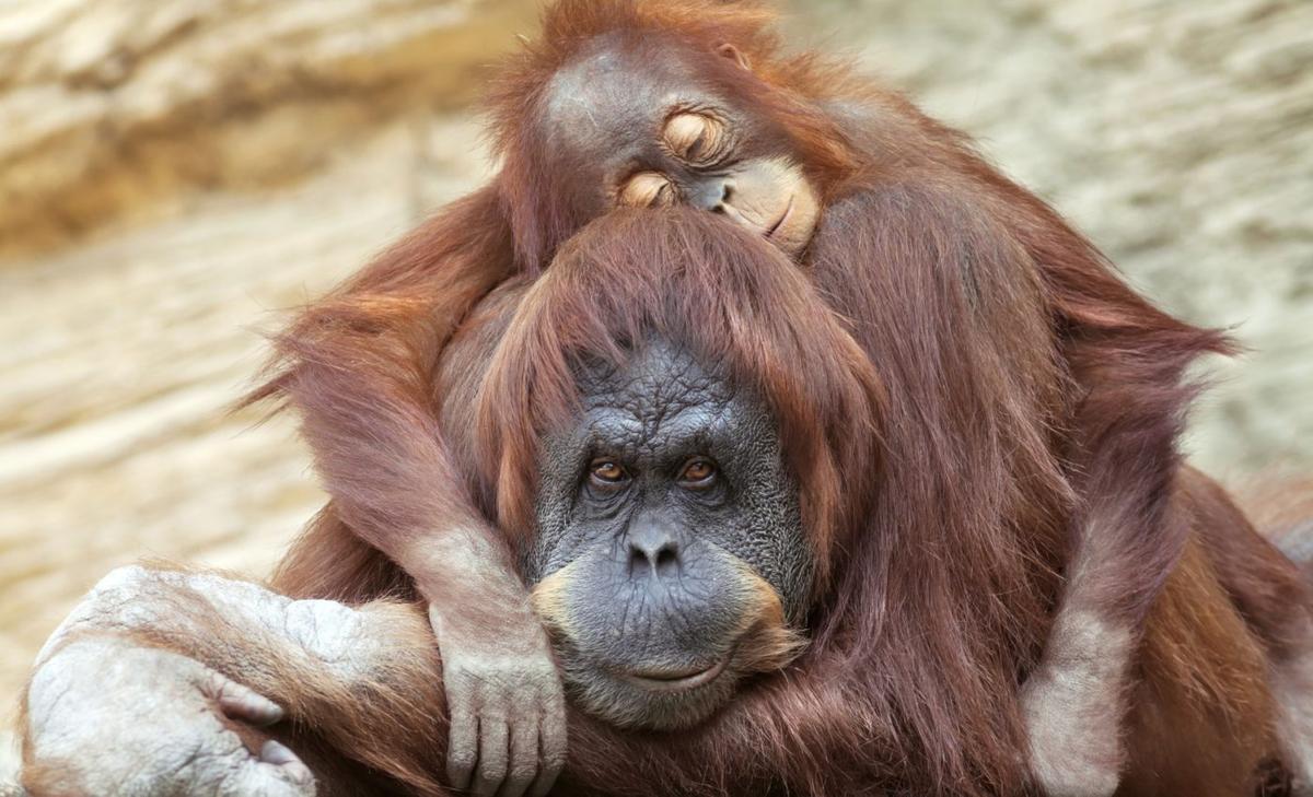 Orangutans manage sleep much like humans do