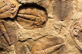 2025/06/fossils-life-.jpg