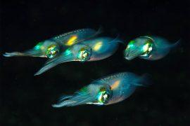 2025/06/squids_color-changing_1m.jpg