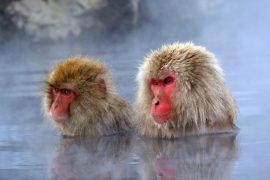 2025/06/Macaque-deaths.jpg