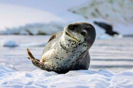 2025/06/Leopard-seal-prey.jpg