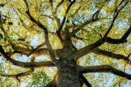 2025/06/Climate-tree-species.jpg