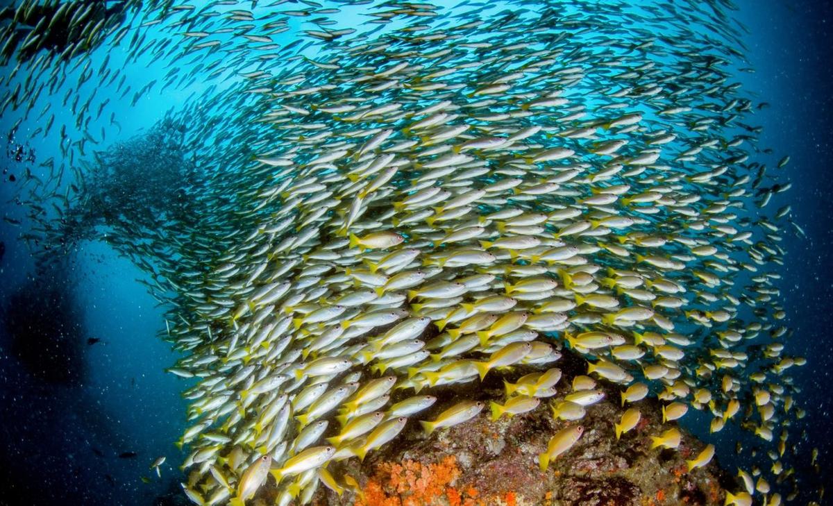 Fish swim in schools by stacking like ladder rungs