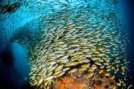 2025/06/Fish-ladder.jpg