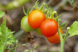 Tomatoes-evolution.jpg